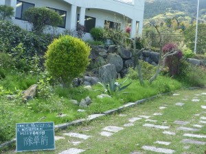 見事に「みどり」に染まるロックガーデン