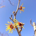 マンサクの花 マンサクの花