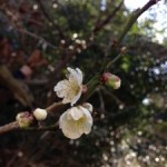 ウメの花 ウメの花