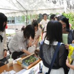 文化祭の様子(ハーブティーとみどりの雑貨屋さん)