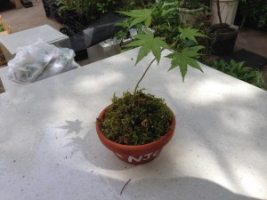 イロハカエデの小鉢をプレゼント