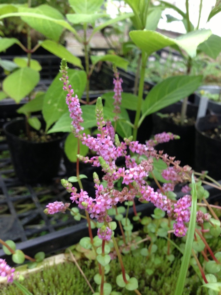 ロタラ・インディカの花