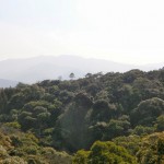 森林風景