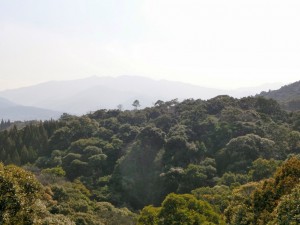 森林風景