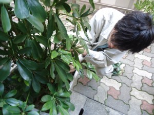 剪定中(水野)