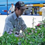 花苗の準備、配置の様子