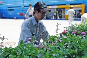 花苗の準備、配置の様子