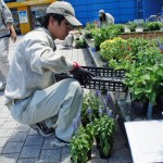 花苗の準備、配置の様子