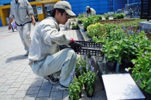 花苗の準備、配置の様子