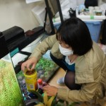 アクアプランツ部 魚のエサ崩してます