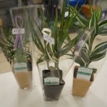 観葉植物3種