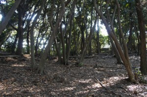 鴻巣山特別緑地保全地区