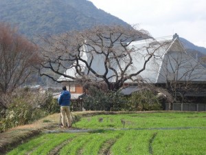 宝珠寺の姫枝垂れ桜調査中