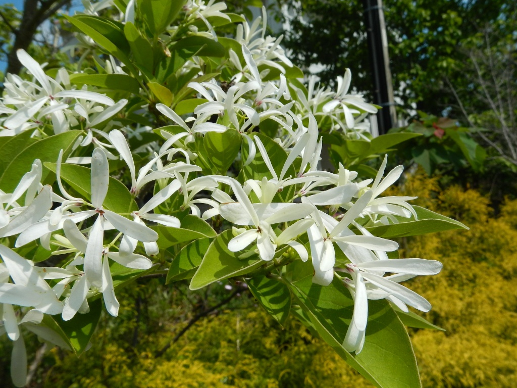 なんじゃもんじゃの花