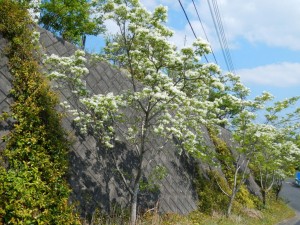 “なんじゃもんじゃ”の並木