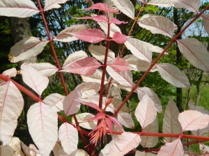 チャンチンの新芽