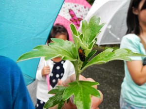 葉の裏にいた昆虫
