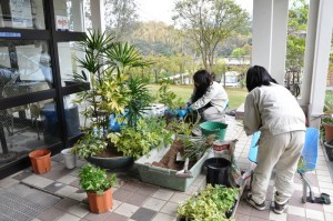 植え替え作業中