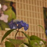 落ち着いた色合い