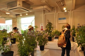 「あじさい」を展示している様子