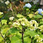 茎がこげ茶色