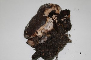 Ganoderma gibbosum 和名なし