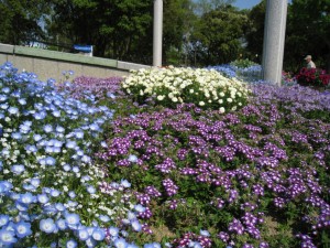 サイドも花満開