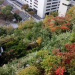 ステップガーデンの紅葉