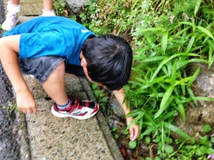 水辺の生き物を探しています