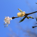スイカズラ科の花