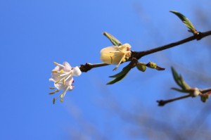 スイカズラ科の花