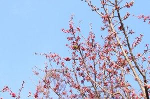 カンヒザクラ