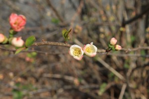 ボケ