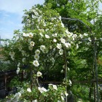 ナニワイバラ(5月6日撮影)
