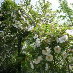 ナニワイバラ(5月6日撮影)