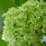 花びらが薄緑色