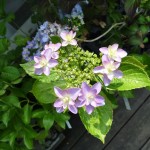花形が変わった形
