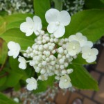 花形がとても丸い感じ