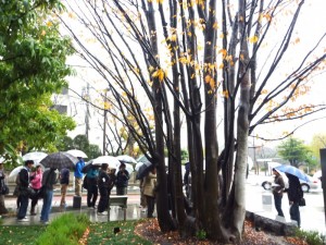 福銀前巨木ケヤキ