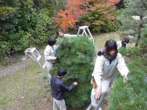上から順々に手入れしていきます