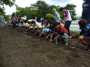 幼稚園児といっしょに植えてます