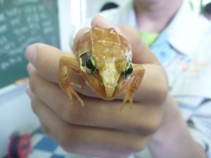 授業で確認された「ニホンアカガエル」