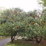 果樹園の夏みかん