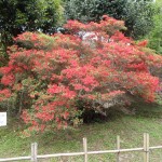 P4250675