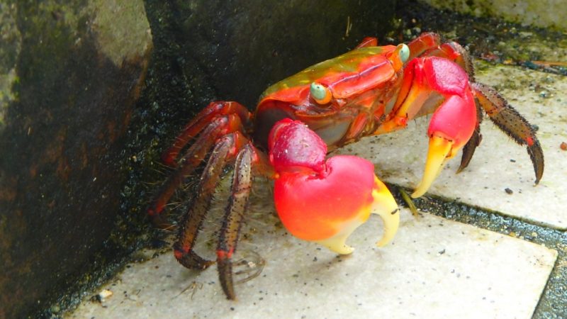 アカテガニ