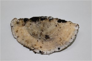 Trametes elegans チリメタケ