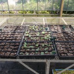 芽が出るまでハウスで育てます