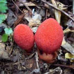 ヤクシマツチトリモチ