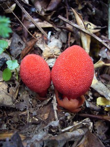 ヤクシマツチトリモチ