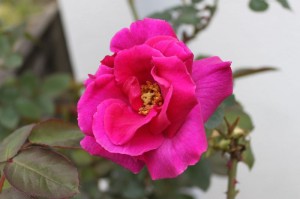 薔薇のアップ